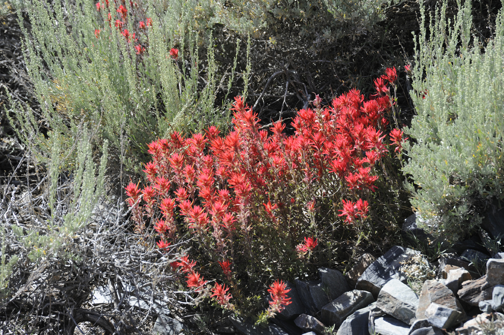 red-wildflowers